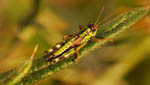 insekten002