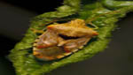 insekten003
