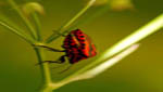 insekten004