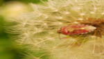insekten005
