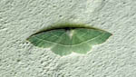 insekten006