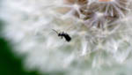 insekten008
