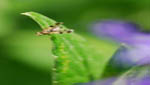 insekten009