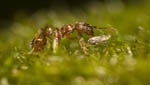 insekten010
