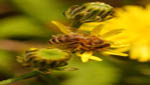 insekten012