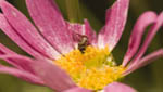insekten017