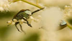 insekten018
