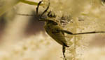 insekten021