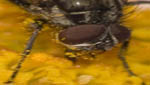 insekten022