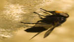 insekten023