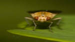 insekten024