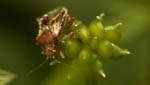 insekten025