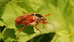 insekten026