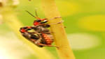 insekten027