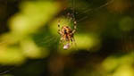 insekten029