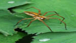 insekten030