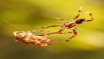insekten031