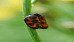 insekten032