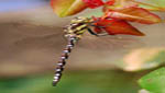 insekten033