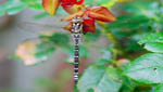 insekten035