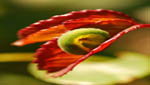 insekten038