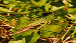 insekten039